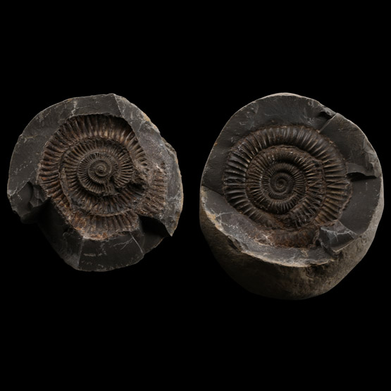 Large Fossil Dactylioceras Ammonite Nodule