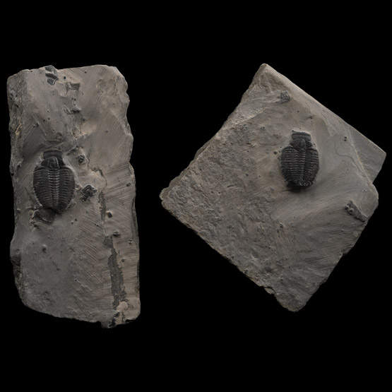 Fossil Elrathia Trilobite Pair