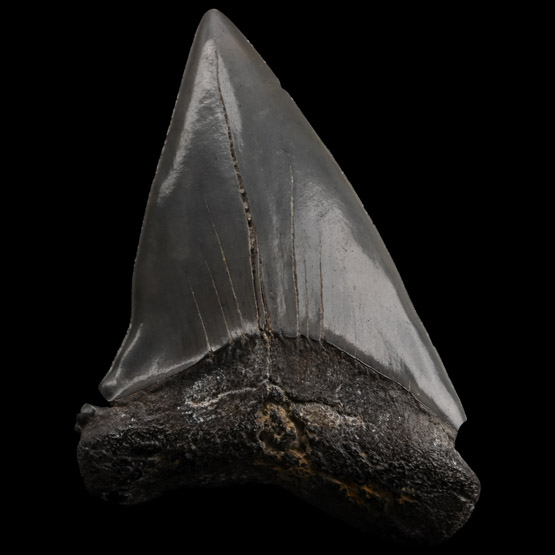 Great White Shark Tooth