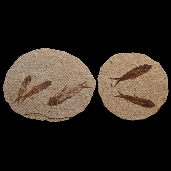 Fossil Knightia Alta Fish Group