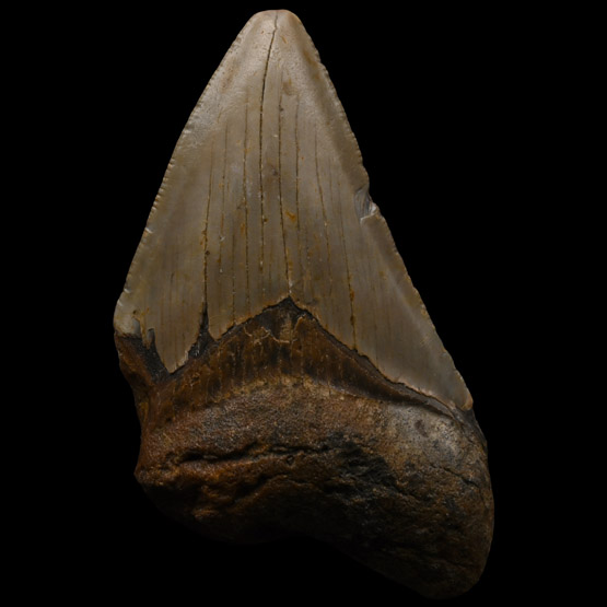 Fossil Megalodon Shark Tooth