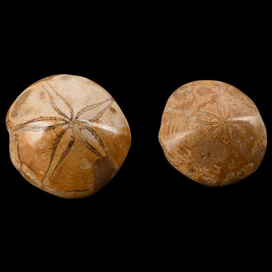 Polished Fossil Sea Urchin Pair