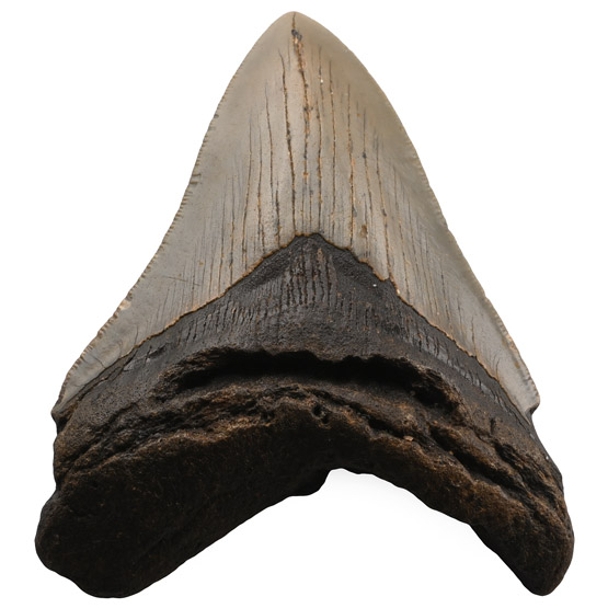 Fossil Megalodon Shark Tooth