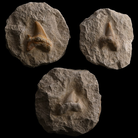 Fossil Otodus Obliquus Shark Tooth Group