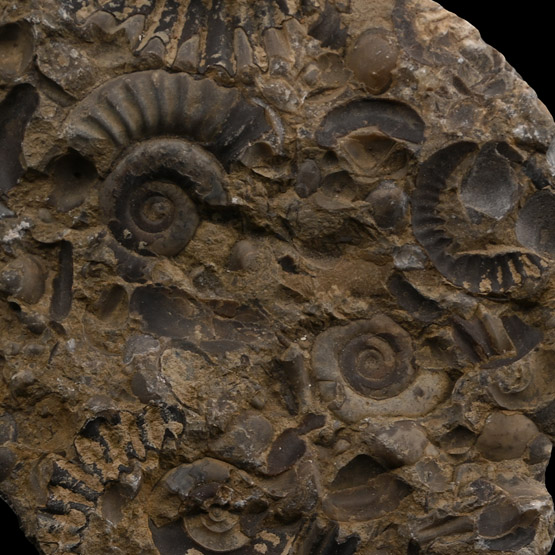 Fossil Grmmoceras and Cotteswoldia Ammonite Cluster