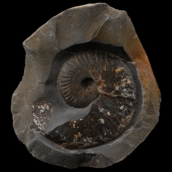 Fossil Pseudolioceras Ammonite