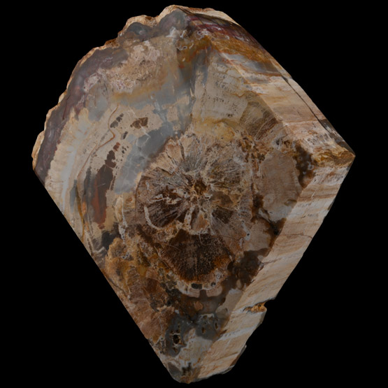 Polished Fossil Tree Trunk Section