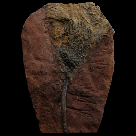 Mahoumacrinus Fossil Crinoid