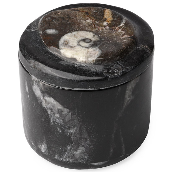 Polished Fossil Goniatite Lidded Pot