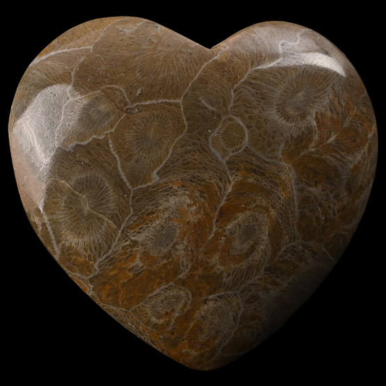 Polished Fossil Coral Head Heart