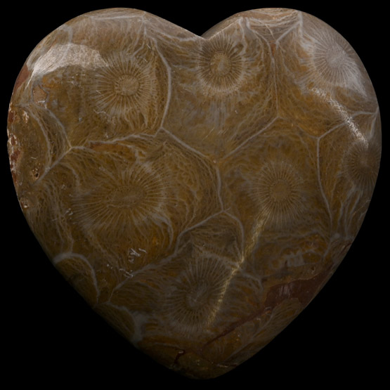 Polished Fossil Coral Head Heart