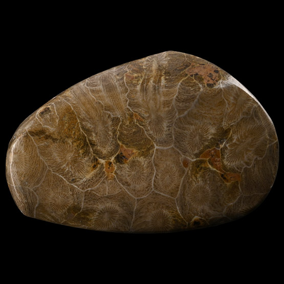 Polished Fossil Coral Head Specimen