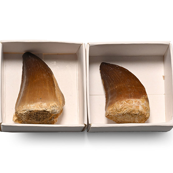 Mosasaur Marine Dinosaur Fossil Tooth Pair