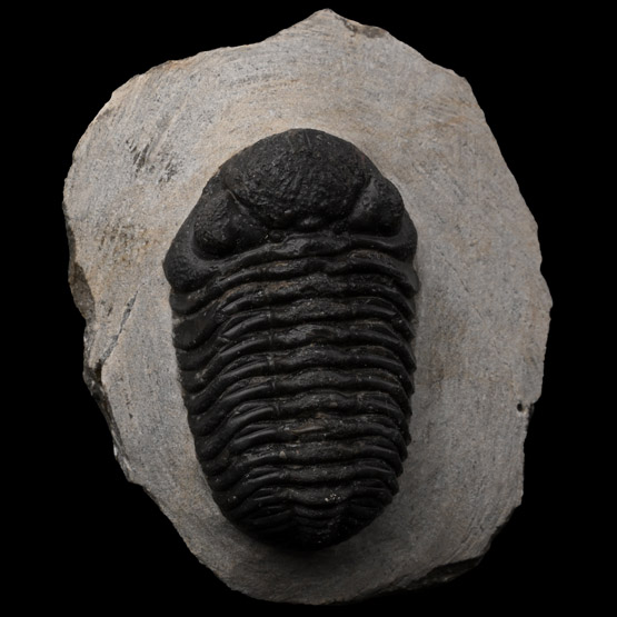 Fossil Phacops Trilobite on Matrix