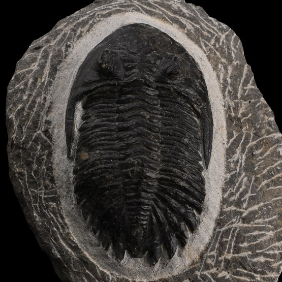 Fossil Hollardops Trilobite on Matrix