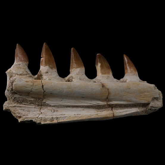 Mosasaur Marine Dinosaur Fossil Jaw Fragment with Teeth