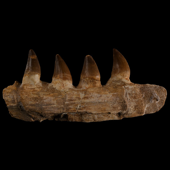 Mosasaur Marine Dinosaur Fossil Jaw Fragment with Teeth
