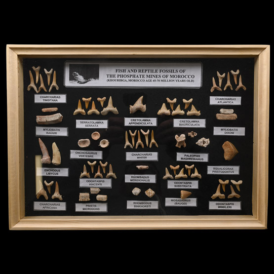 Fossil Shark Tooth Display Case