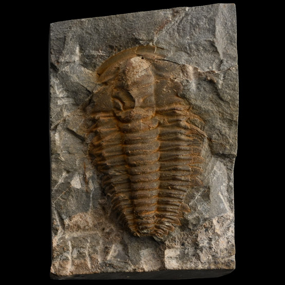 Fossil Trilobite on Matrix