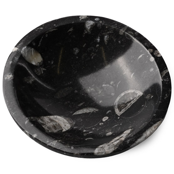 Polished Fossil Orthoceras Bowl