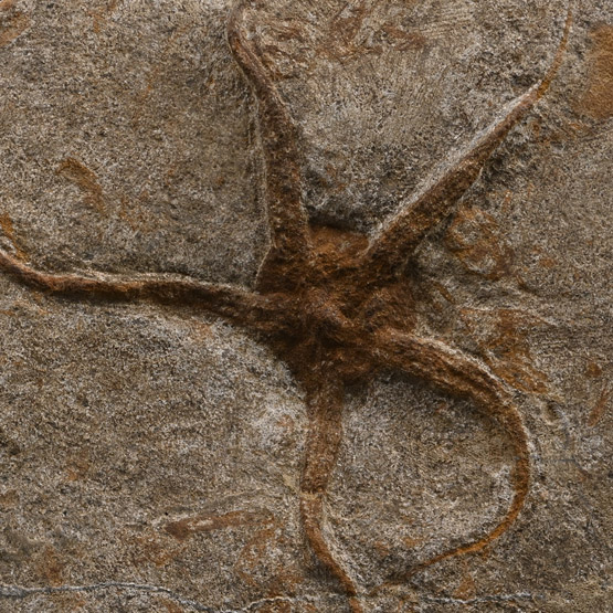 Fossil Brittle Star on Matrix