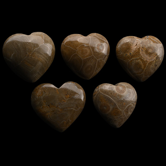 Polished Fossil Coral Head Heart Group
