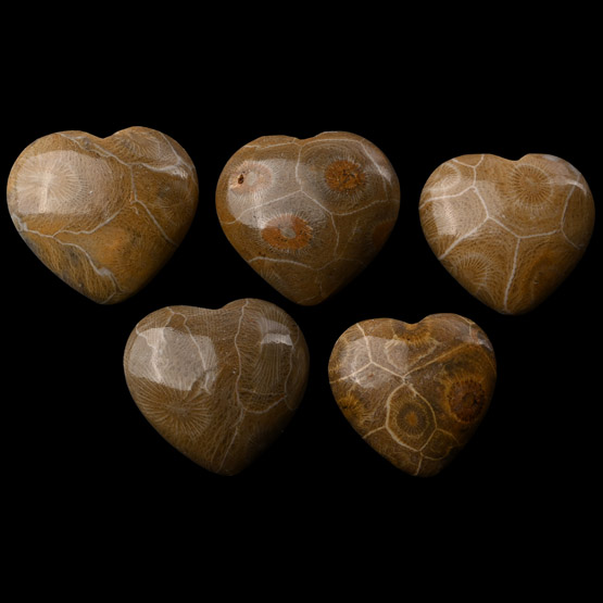 Polished Fossil Coral Head Heart Group