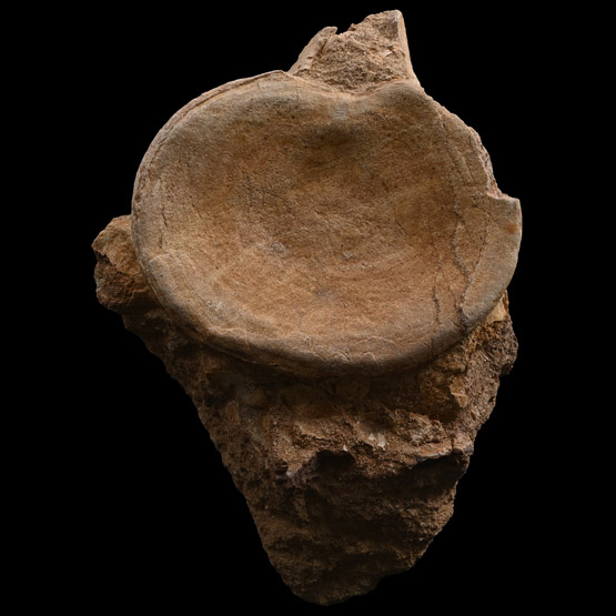 Fossil Plesiosaur Marine Dinosaur Vertebra