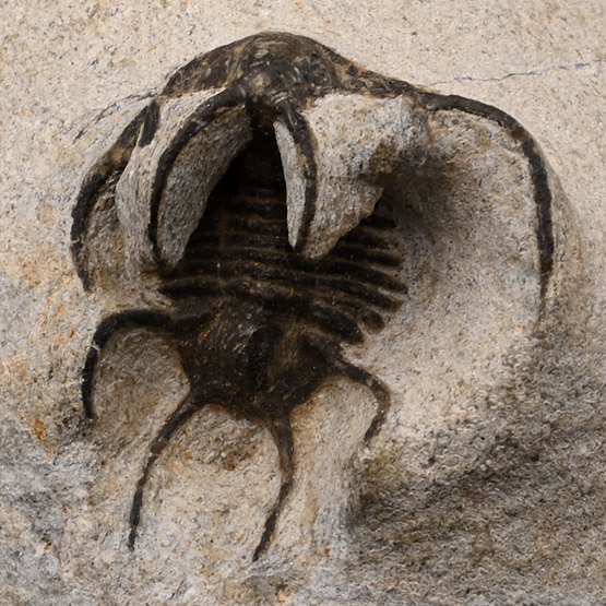 Fossil Ceratarges Trilobite