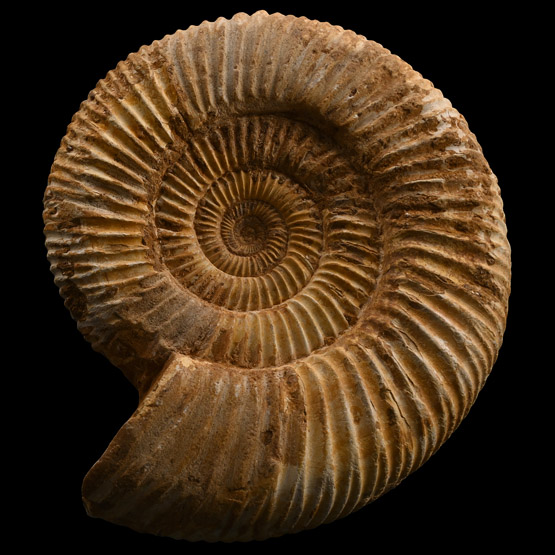 Large Fossil Perisphinctes Ammonite