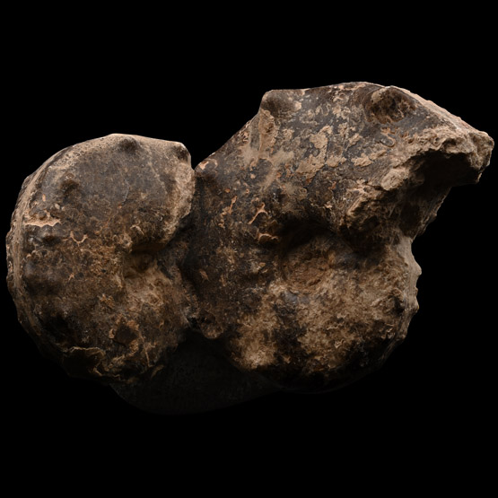Fossil Mamites Ammonite Display