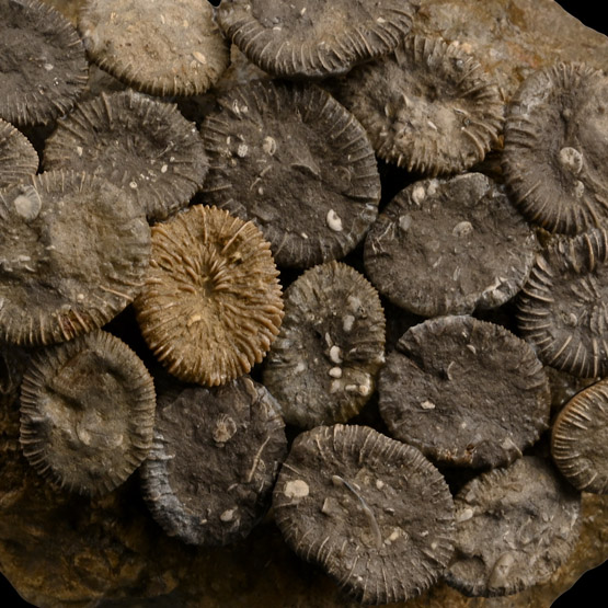 Fossil Trochocyathus Coral Colony Display