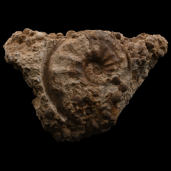 Fossil Bivalve Display