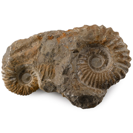 Fossil Agadir Ammonite Pair