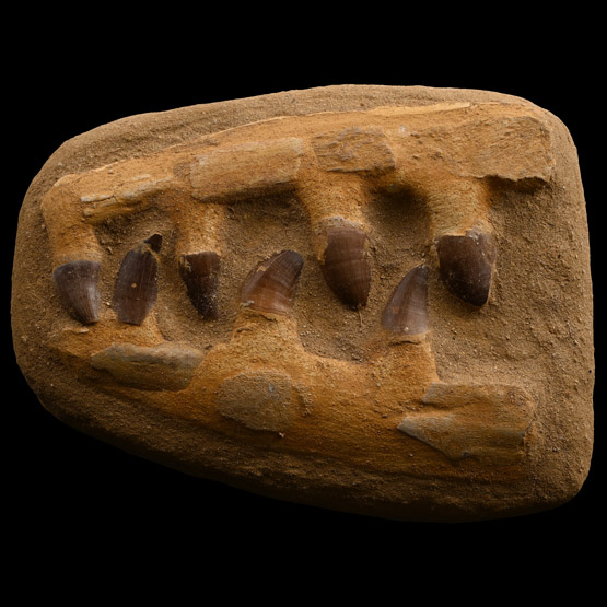 Mosasaur Marine Dinosaur Composite Fossil Jaw Fragment Display with Teeth