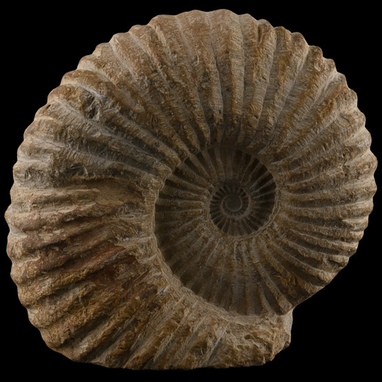 Large Fossil Agadir Ammonite