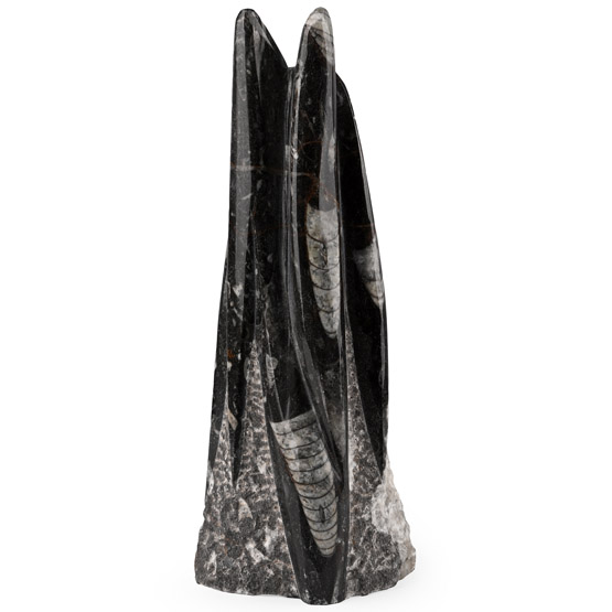 Polished Fossil Orthoceras Column