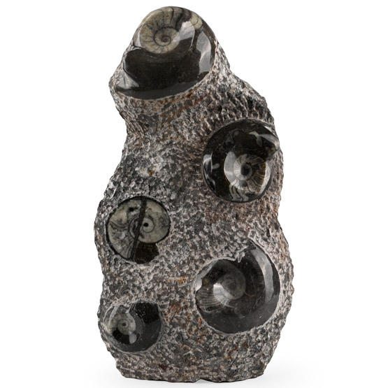 Polished Fossil Goniatite Display