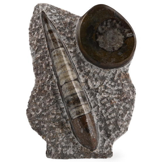 Polished Fossil Orthoceras and Goniatite Display