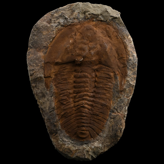 Large Fossil Cambropallas Trilobite