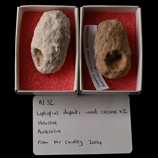 Australian Fossil Insect Cocoon Pair