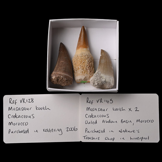 Fossil Mosasaur Marine Dinosaur Tooth Group