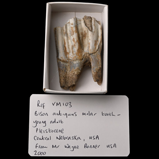 Fossil Bison Molar Tooth