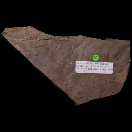 Reptile Footprints in Matrix
