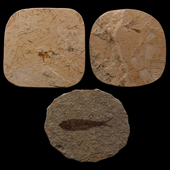 Fossil Fish and Insects on Matrix Group