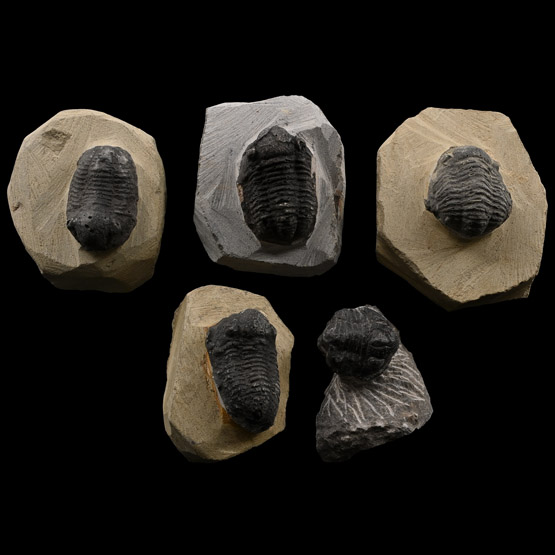 Group of Fossil Trilobites