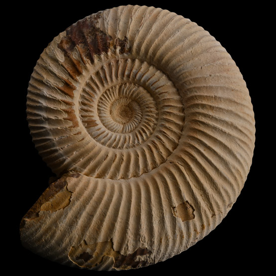 Fossil Perisphinctes Ammonite