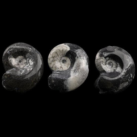 Polished Fossil Goniatite Group