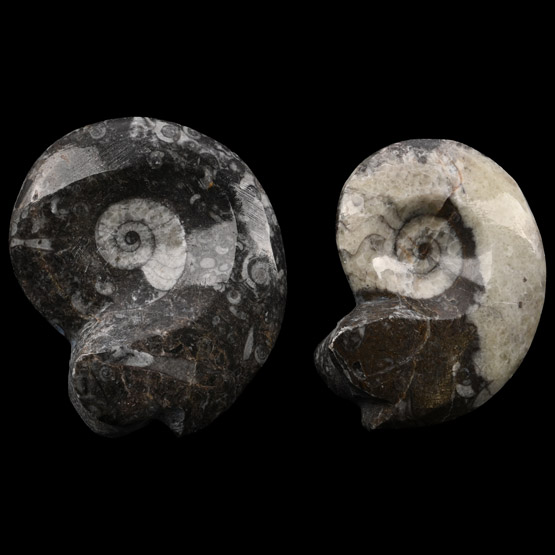 Polished Fossil Goniatite Group