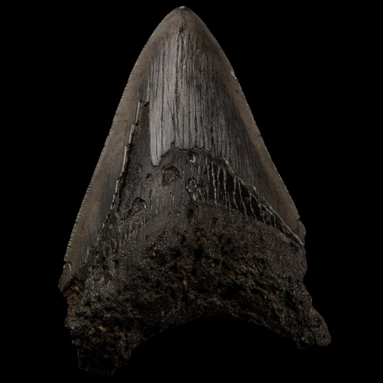 Fossil Megalodon Giant Shark Tooth
